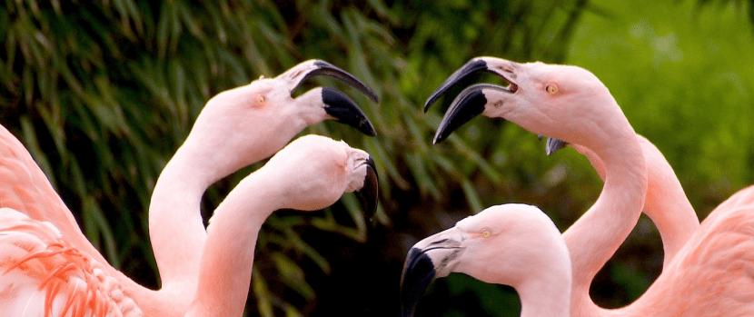 socrates flamingo.png